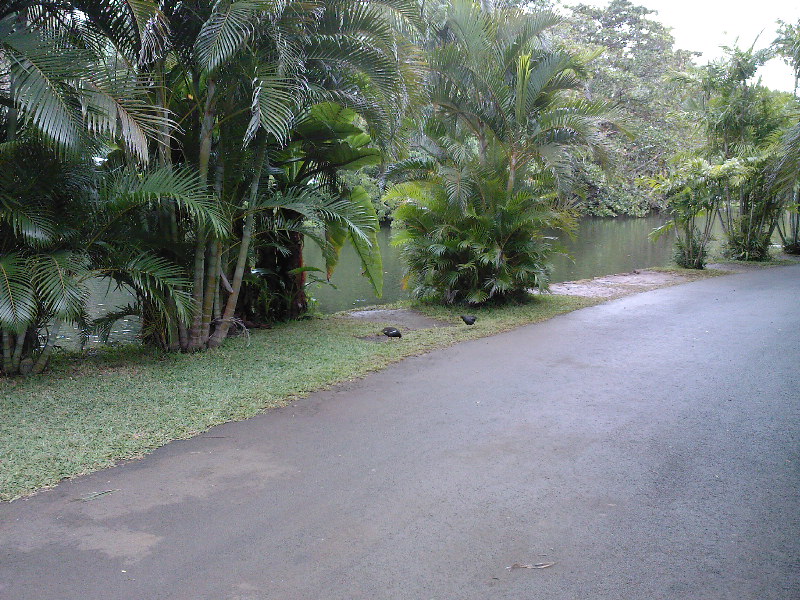 gal/Ile Maurice/SP_A0074_Pamplemouse_Garden_Pamplemousses_Garden.jpg
